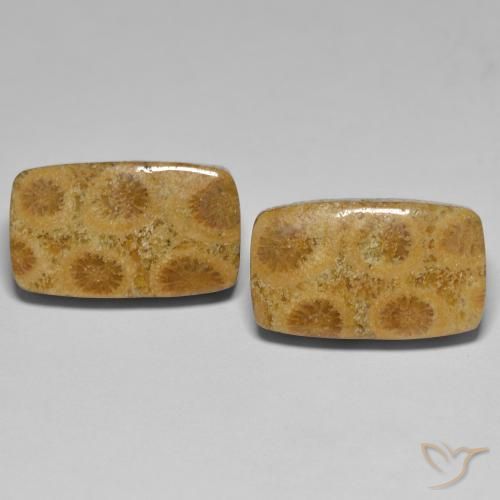 23.03ctw Naturel Multicolore corail fossile, Coussin, Opaque