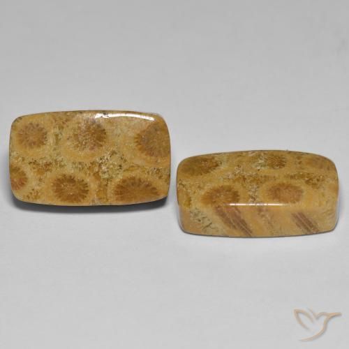 Shop natural 23.03ct Multicolore corail fossile gems, Coussin, from Indonésie at GemSelect. In stock, global shipping!