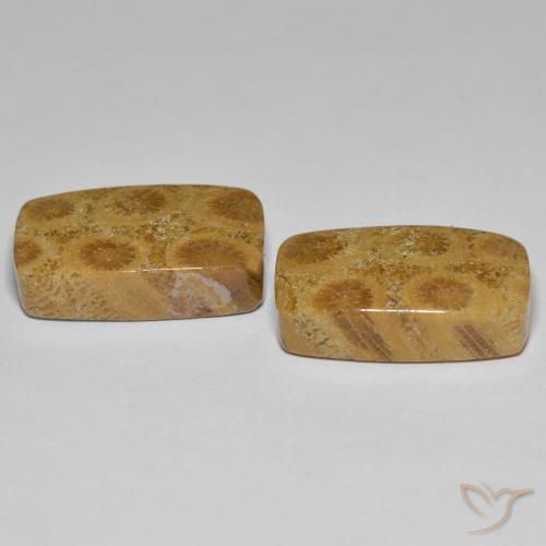 Shop natural 23.03ct Multicolore corail fossile gems, Coussin, from Indonésie at GemSelect. In stock, global shipping!