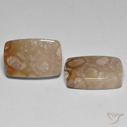Shop natural 26.92ct Multicolore corail fossile gems, Coussin, from Indonésie at GemSelect. In stock, global shipping!