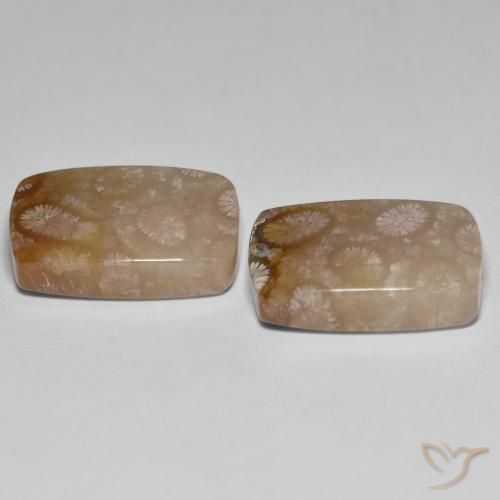 Shop natural 26.92ct Multicolore corail fossile gems, Coussin, from Indonésie at GemSelect. In stock, global shipping!