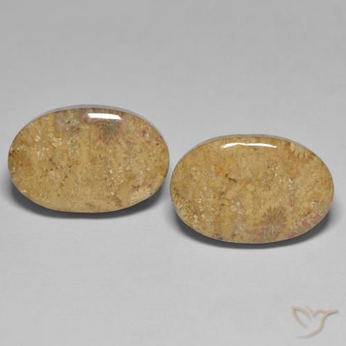 Shop natural 24.35ct Multicolore Corail fossile gems, ovale, from Indonésie at GemSelect. In stock, global shipping!