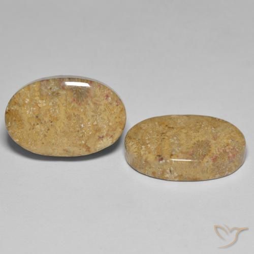 Shop natural 24.35ct Multicolore Corail fossile gems, ovale, from Indonésie at GemSelect. In stock, global shipping!