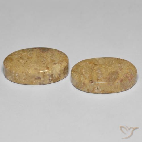 Shop natural 24.35ct Multicolore Corail fossile gems, ovale, from Indonésie at GemSelect. In stock, global shipping!