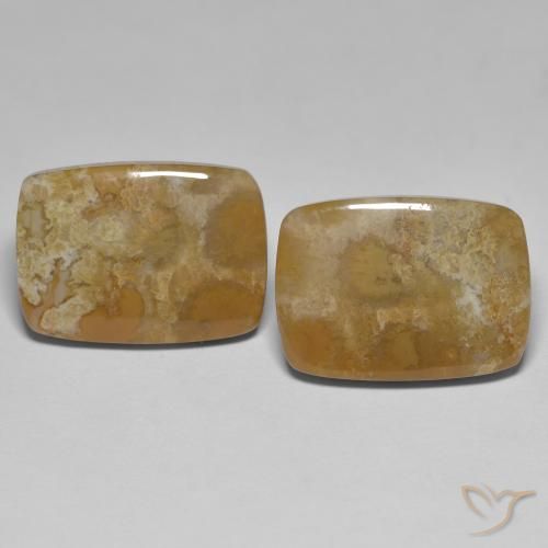 Shop natural 25.23ct Multicolore Corail fossile gems, Coussin, from Indonésie at GemSelect. In stock, global shipping!