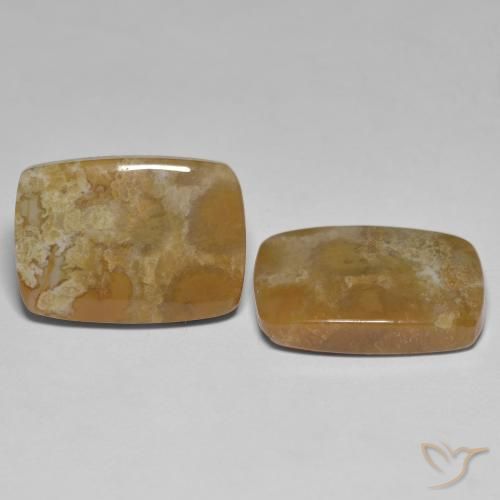 Shop natural 25.23ct Multicolore Corail fossile gems, Coussin, from Indonésie at GemSelect. In stock, global shipping!