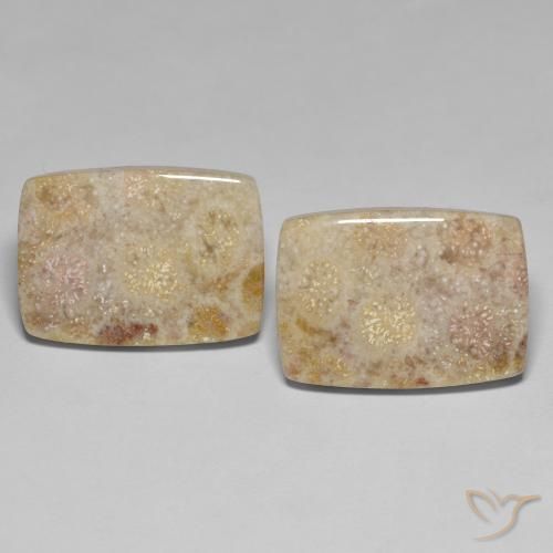 27.18ctw Naturel Multicolore Corail fossile, Coussin, Opaque