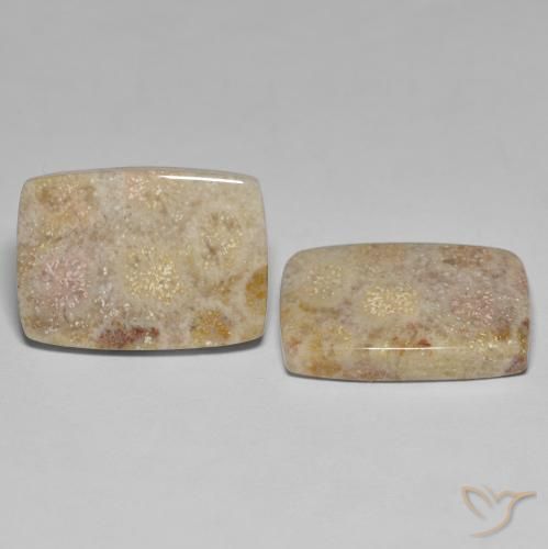 Shop natural 27.18ct Multicolore corail fossile gems, Coussin, from Indonésie at GemSelect. In stock, global shipping!
