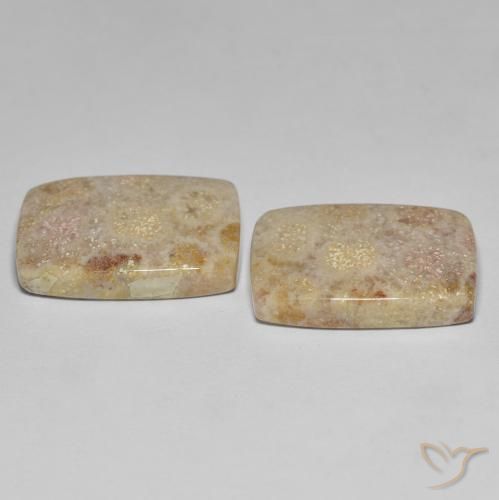 Shop natural 27.18ct Multicolore corail fossile gems, Coussin, from Indonésie at GemSelect. In stock, global shipping!