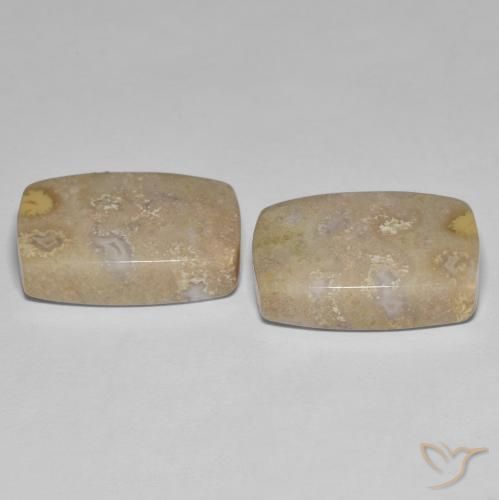 Shop natural 25.62ct Multicolore corail fossile gems, Coussin, from Indonésie at GemSelect. In stock, global shipping!