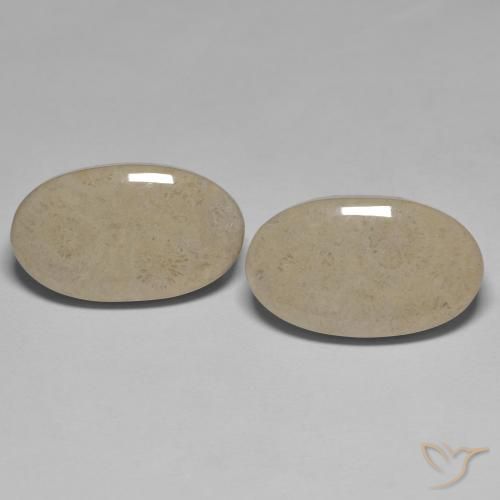 23.47ctw Naturel Multicolore corail fossile, ovale, Opaque