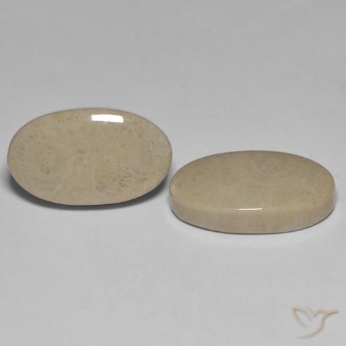Shop natural 23.47ct Multicolore corail fossile gems, ovale, from Indonésie at GemSelect. In stock, global shipping!