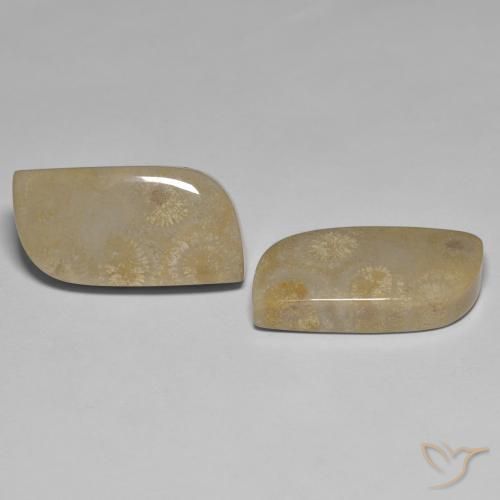 Shop natural 27.14ct Multicolore corail fossile gems, Fantaisie, from Indonésie at GemSelect. In stock, global shipping!