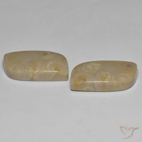 Shop natural 27.14ct Multicolore corail fossile gems, Fantaisie, from Indonésie at GemSelect. In stock, global shipping!