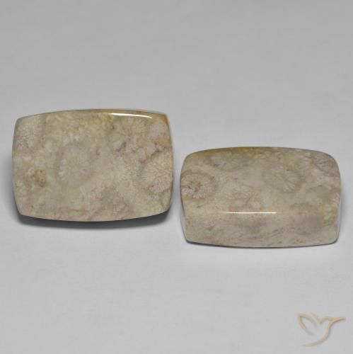 Shop natural 45.70ct Multicolore corail fossile gems, Coussin, from Indonésie at GemSelect. In stock, global shipping!