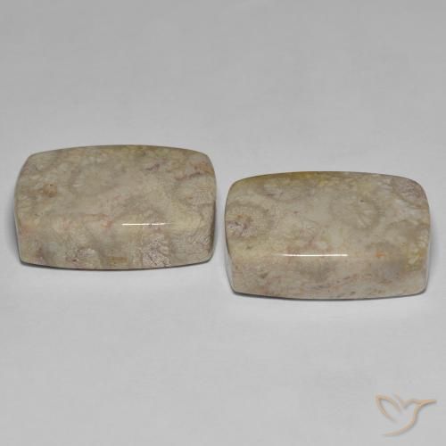 Shop natural 45.70ct Multicolore corail fossile gems, Coussin, from Indonésie at GemSelect. In stock, global shipping!