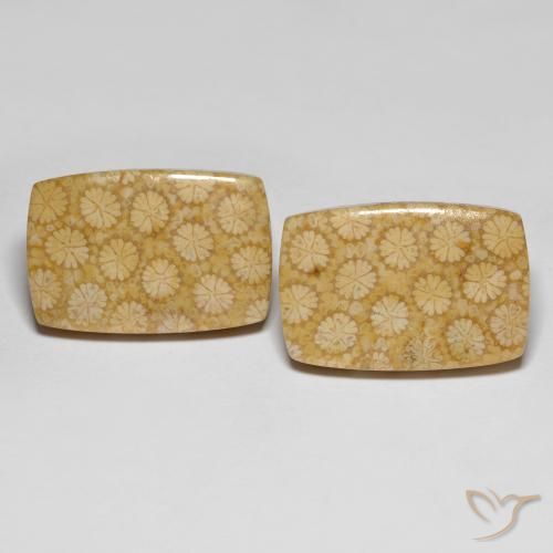 Achetez naturel 27.38ct Multicolore Corail fossile gems, Coupe coussin, En provenance Indonésie chez GemSelect. En stock, livraison internationale!