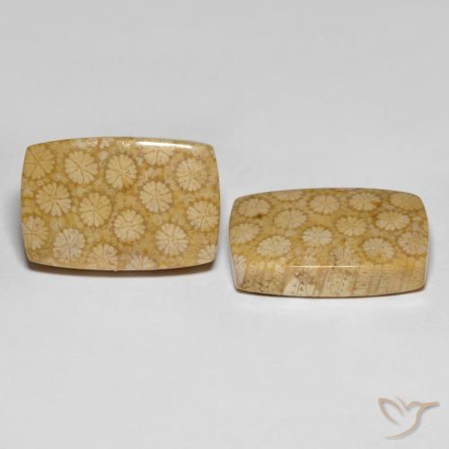 Achetez naturel 27.38ct Multicolore Corail fossile gems, Coupe coussin, En provenance Indonésie chez GemSelect. En stock, livraison internationale!