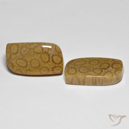 Shop natural 34.39ct Multicolore corail fossile gems, Fantaisie, from Indonésie at GemSelect. In stock, global shipping!
