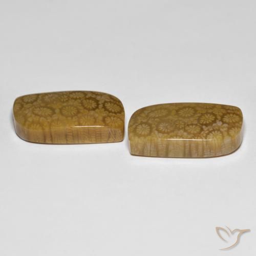 Shop natural 34.39ct Multicolore corail fossile gems, Fantaisie, from Indonésie at GemSelect. In stock, global shipping!