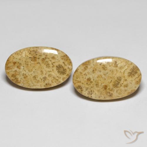 19.65ctw Naturel Multicolore corail fossile, ovale, Opaque