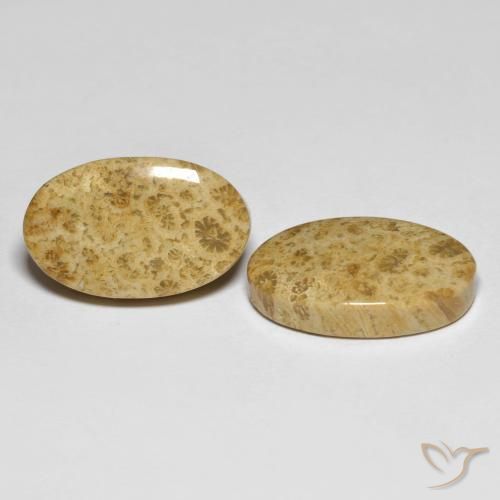 Shop natural 19.65ct Multicolore corail fossile gems, ovale, from Indonésie at GemSelect. In stock, global shipping!