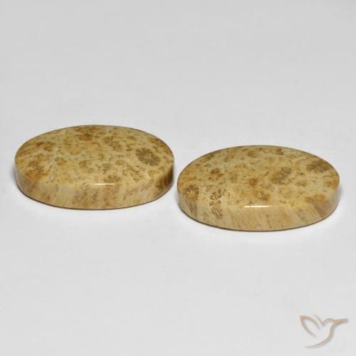 Shop natural 19.65ct Multicolore corail fossile gems, ovale, from Indonésie at GemSelect. In stock, global shipping!