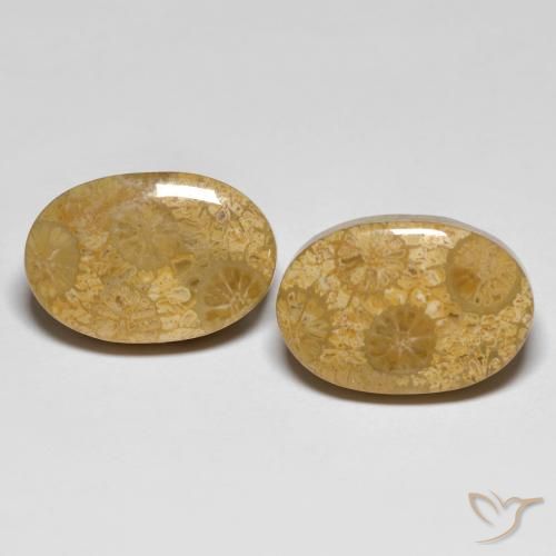 Shop natural 26.42ct Multicolore Corail fossile gems, ovale, from Indonésie at GemSelect. In stock, global shipping!