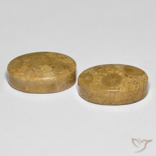 Shop natural 26.42ct Multicolore Corail fossile gems, ovale, from Indonésie at GemSelect. In stock, global shipping!