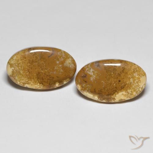 Shop natural 20.87ct Multicolore Corail fossile gems, ovale, from Indonésie at GemSelect. In stock, global shipping!