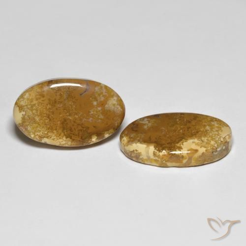 Shop natural 20.87ct Multicolore Corail fossile gems, ovale, from Indonésie at GemSelect. In stock, global shipping!