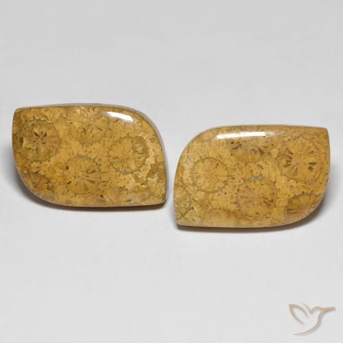 25.48ctw Naturel Multicolore corail fossile, Fantaisie, Opaque