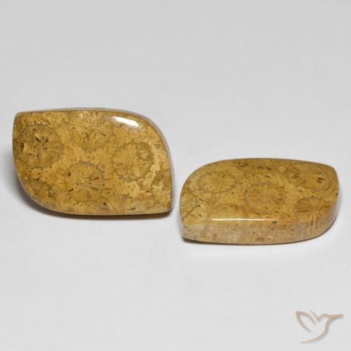 Shop natural 25.48ct Multicolore corail fossile gems, Fantaisie, from Indonésie at GemSelect. In stock, global shipping!