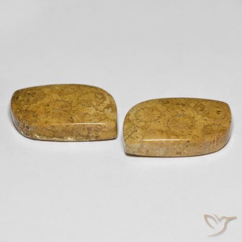 Shop natural 25.48ct Multicolore corail fossile gems, Fantaisie, from Indonésie at GemSelect. In stock, global shipping!