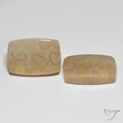 Shop natural 26.20ct Multicolore corail fossile gems, Coussin, from Indonésie at GemSelect. In stock, global shipping!