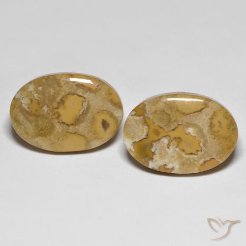 23.71ctw Naturel Multicolore corail fossile, ovale, Opaque