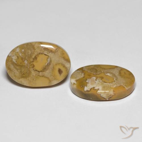 Shop natural 23.71ct Multicolore corail fossile gems, ovale, from Indonésie at GemSelect. In stock, global shipping!