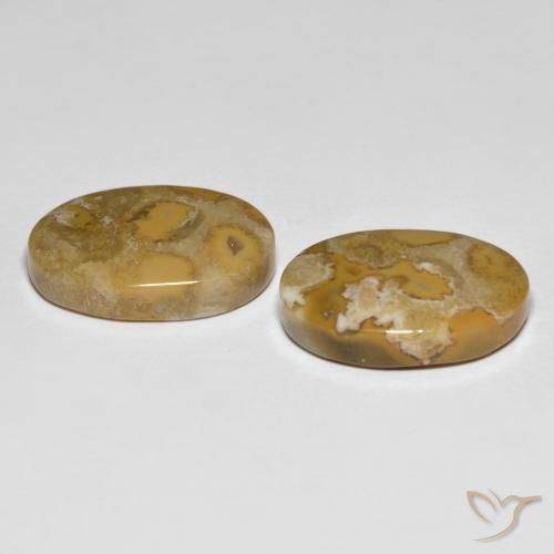 Shop natural 23.71ct Multicolore corail fossile gems, ovale, from Indonésie at GemSelect. In stock, global shipping!