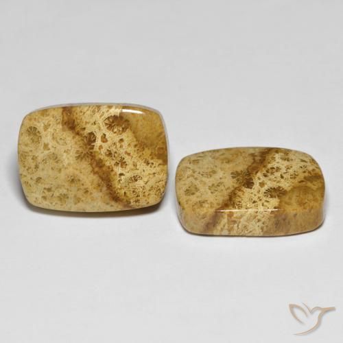 Shop natural 25.97ct Multicolore corail fossile gems, Coussin, from Indonésie at GemSelect. In stock, global shipping!