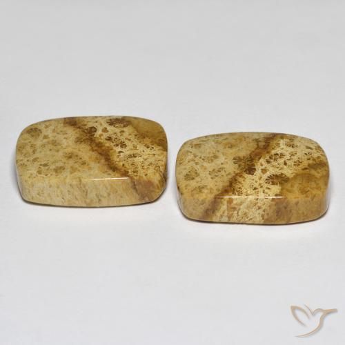 Shop natural 25.97ct Multicolore corail fossile gems, Coussin, from Indonésie at GemSelect. In stock, global shipping!