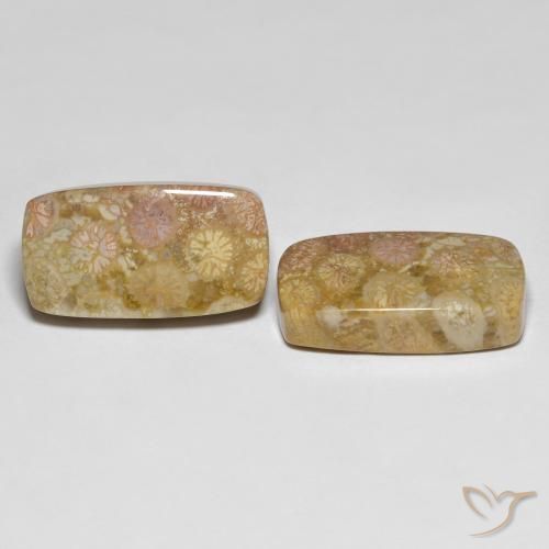 Shop natural 25.20ct Multicolore corail fossile gems, Coussin, from Indonésie at GemSelect. In stock, global shipping!