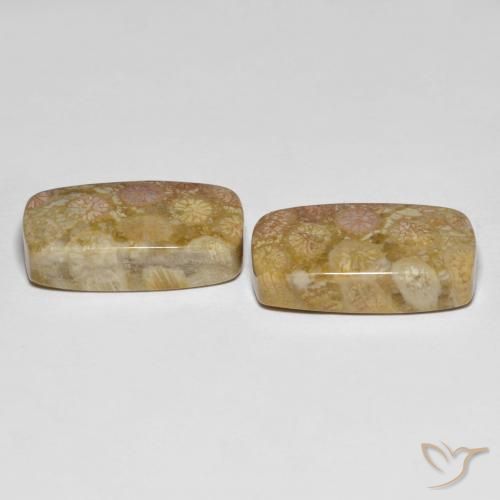 Shop natural 25.20ct Multicolore corail fossile gems, Coussin, from Indonésie at GemSelect. In stock, global shipping!