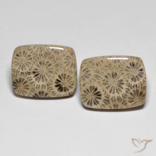 24.15ctw Naturel Multicolore corail fossile, Coussin, Opaque
