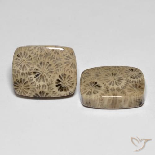 Shop natural 24.15ct Multicolore corail fossile gems, Coussin, from Indonésie at GemSelect. In stock, global shipping!