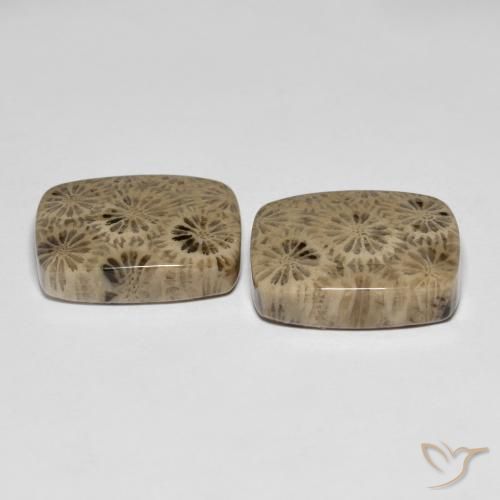 Shop natural 24.15ct Multicolore corail fossile gems, Coussin, from Indonésie at GemSelect. In stock, global shipping!