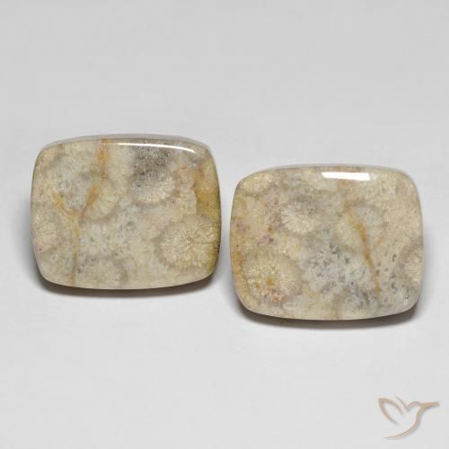 31.90ctw Naturel Multicolore corail fossile, Coussin, Opaque
