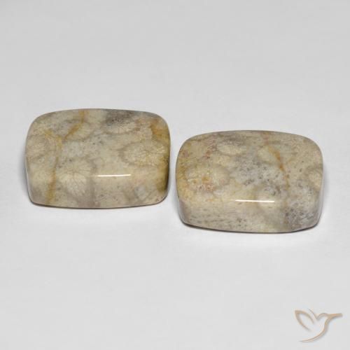 Shop natural 31.90ct Multicolore corail fossile gems, Coussin, from Indonésie at GemSelect. In stock, global shipping!