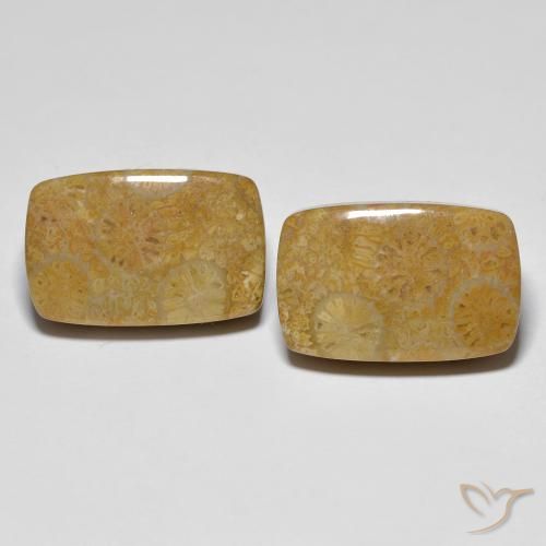 24.91ctw Naturel Multicolore corail fossile, Coussin, Opaque