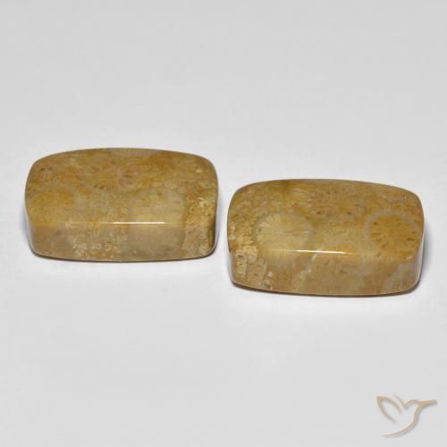 Shop natural 24.91ct Multicolore corail fossile gems, Coussin, from Indonésie at GemSelect. In stock, global shipping!