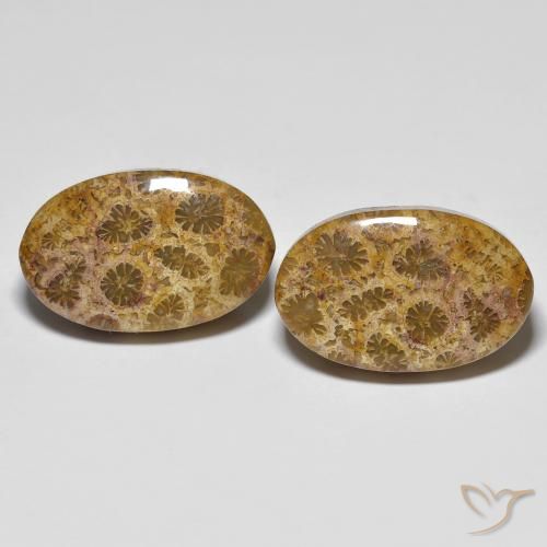 20.85ctw Naturel Multicolore corail fossile, ovale, Opaque